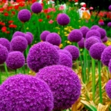 Da li je moguće jesti ukrasni luk aflatun